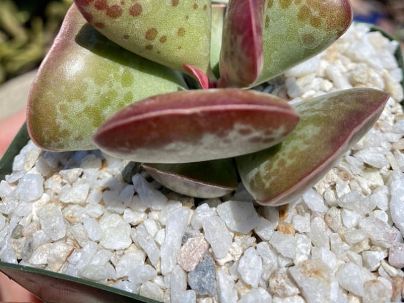 Adromischus Triflorus | Adromischus | Crassulaceae