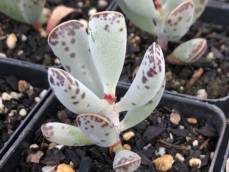 Adromischus Triflorus | Adromischus | Crassulaceae