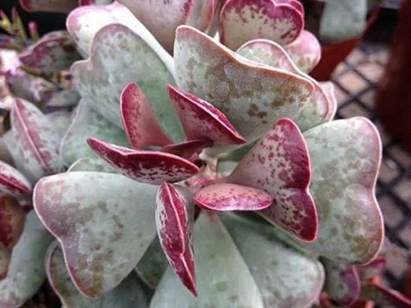 Adromischus Triflorus | Adromischus | Crassulaceae