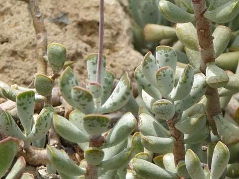 Adromischus Triflorus | Adromischus | Crassulaceae