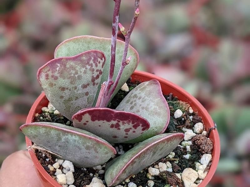 Adromischus Triflorus | Adromischus | Crassulaceae