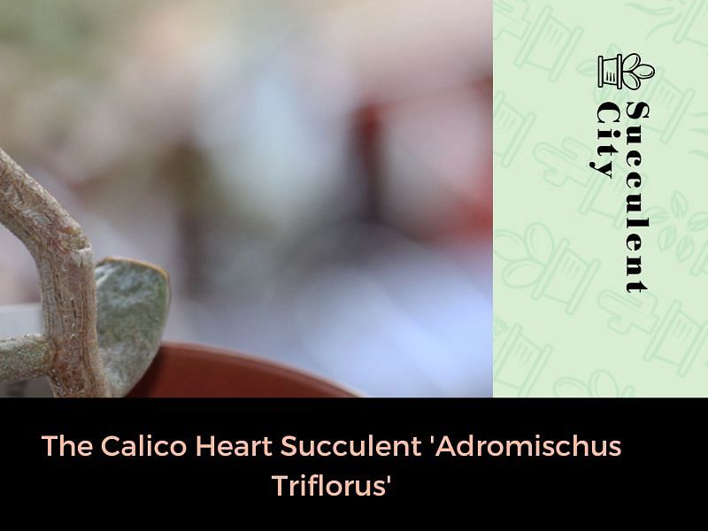 Adromischus Triflorus | Adromischus | Crassulaceae