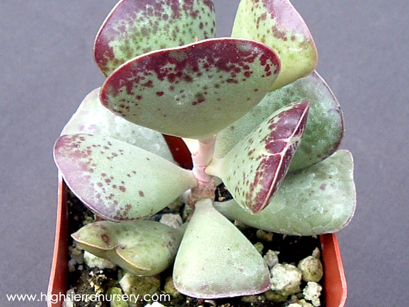 Adromischus Triflorus | Adromischus | Crassulaceae