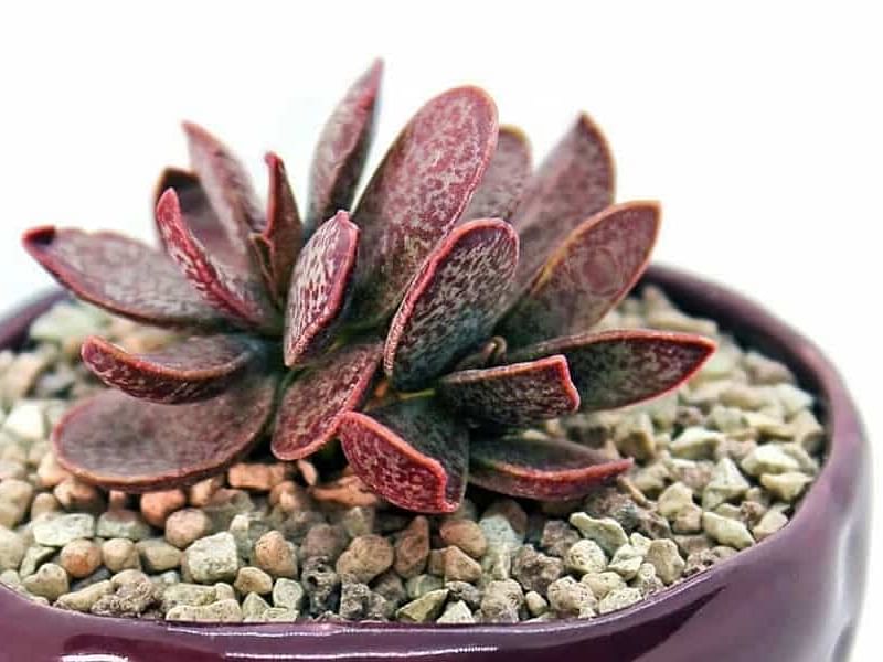 Adromischus Trigynus | Adromischus | Crassulaceae