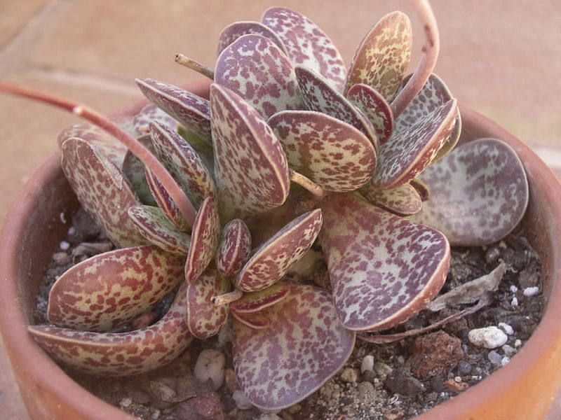 Adromischus Trigynus | Adromischus | Crassulaceae