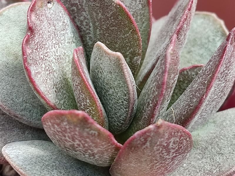 Adromischus Trigynus | Adromischus | Crassulaceae
