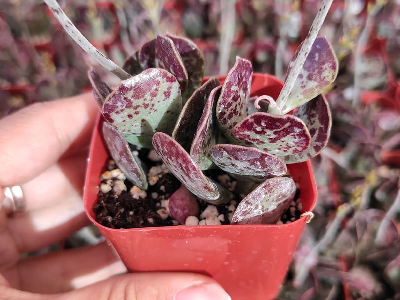 Adromischus Trigynus | Adromischus | Crassulaceae