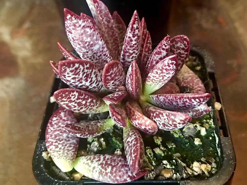 Adromischus Trigynus | Adromischus | Crassulaceae