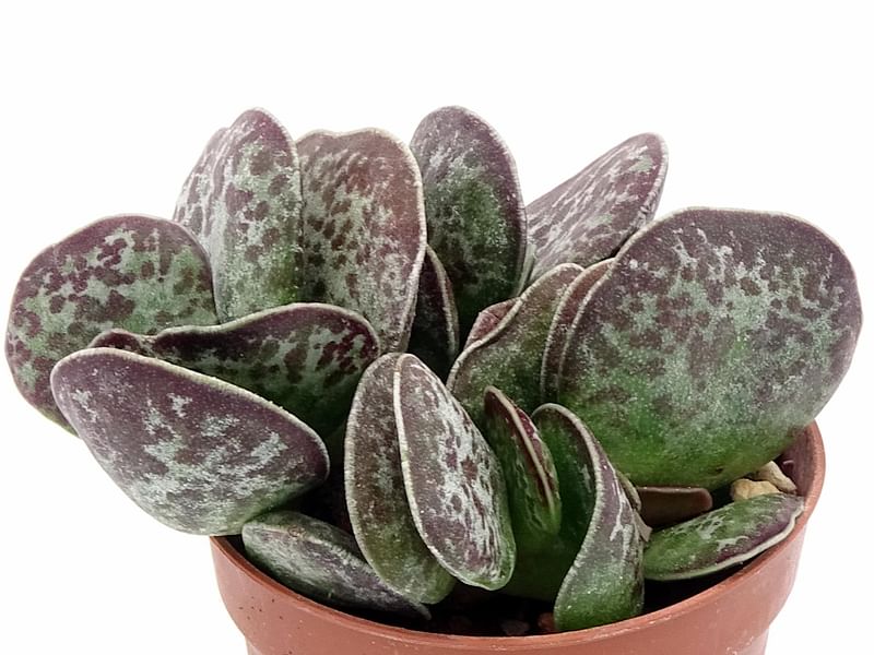 Adromischus Trigynus | Adromischus | Crassulaceae