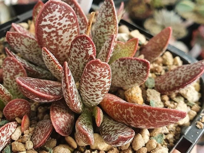 Adromischus Trigynus | Adromischus | Crassulaceae