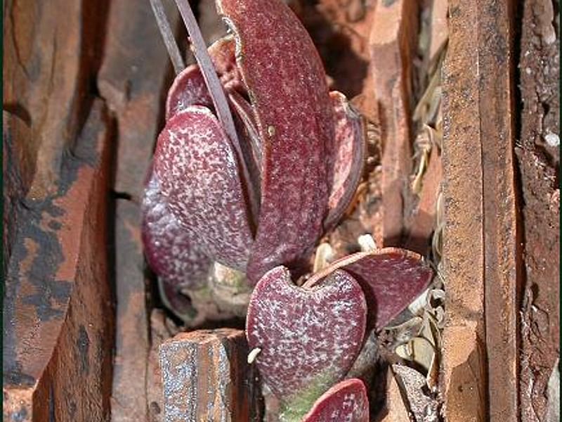 Adromischus Trigynus | Adromischus | Crassulaceae