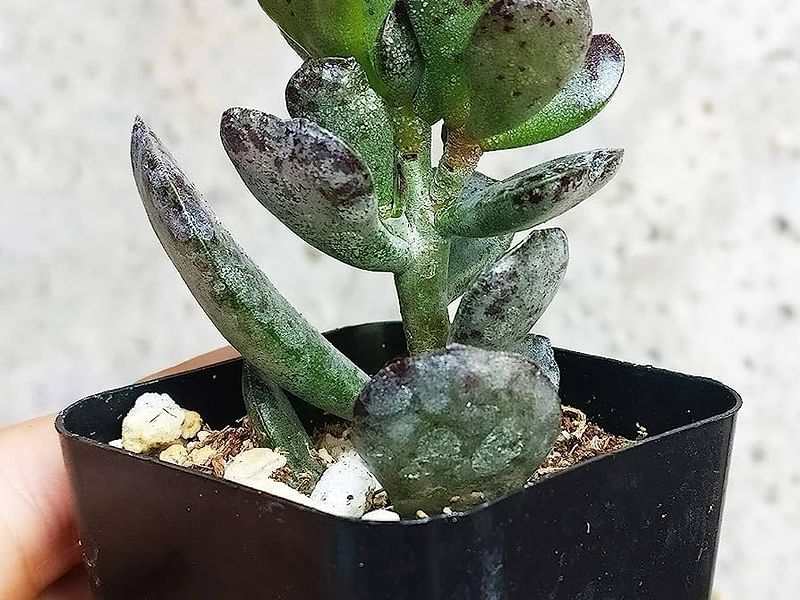 Adromischus Trigynus | Adromischus | Crassulaceae