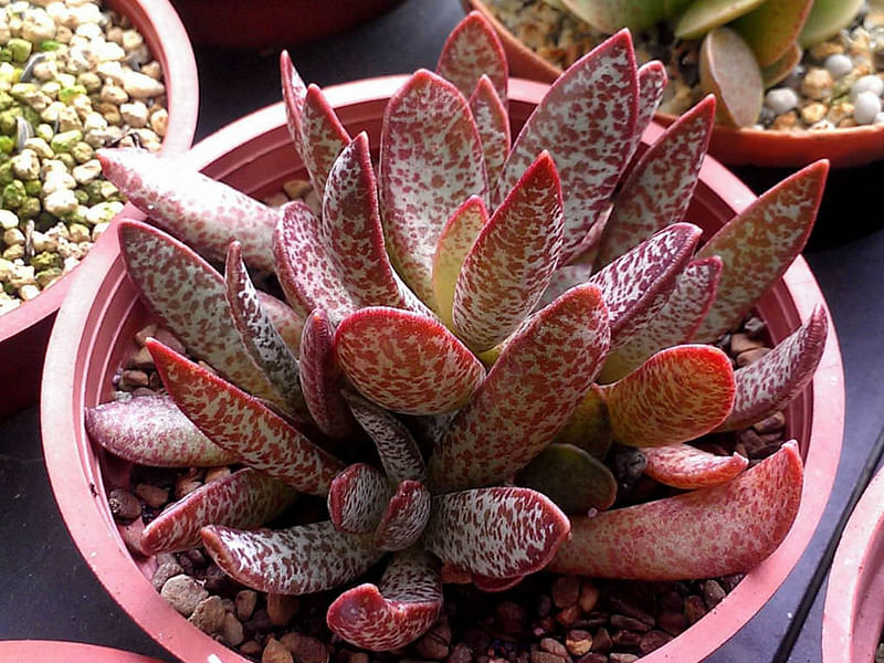 Adromischus Trigynus | Adromischus | Crassulaceae