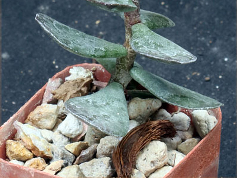 Adromischus Trigynus | Adromischus | Crassulaceae
