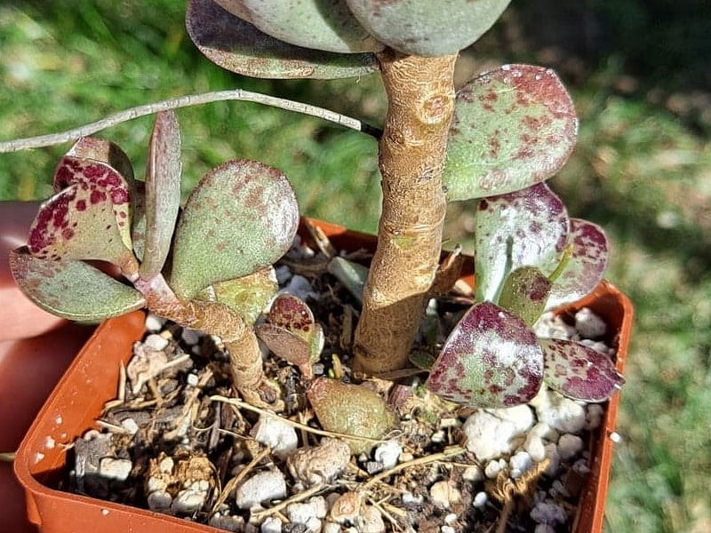 Adromischus Trigynus | Adromischus | Crassulaceae