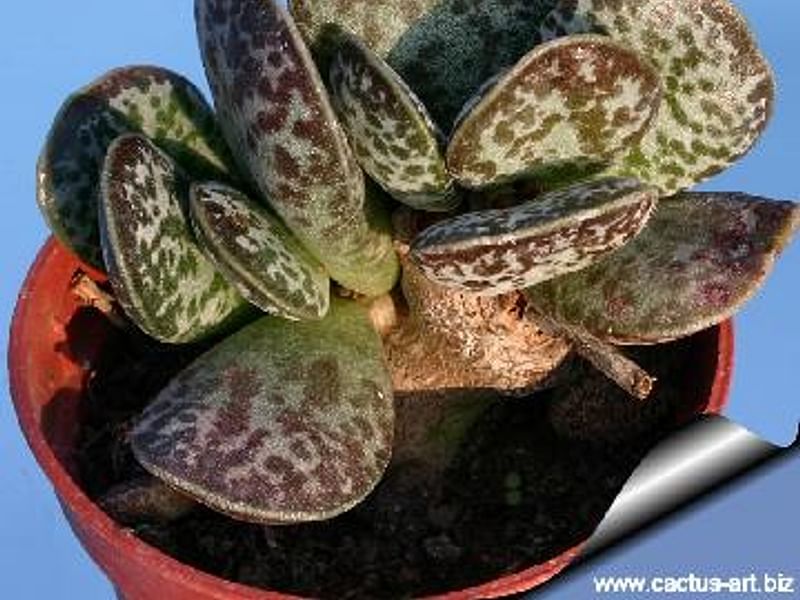 Adromischus Trigynus | Adromischus | Crassulaceae