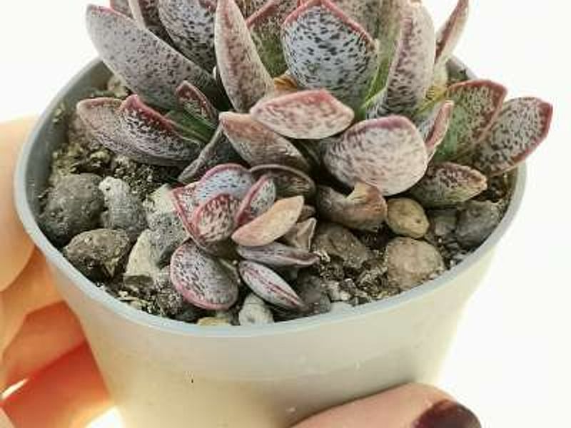 Adromischus Trigynus | Adromischus | Crassulaceae