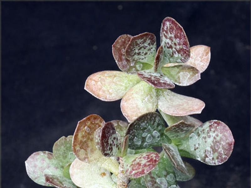 Adromischus Trigynus | Adromischus | Crassulaceae