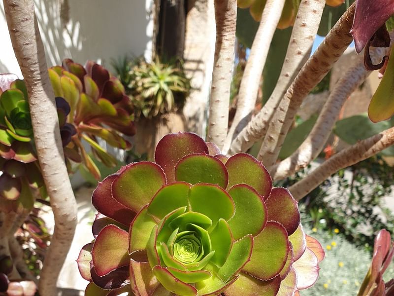 Aeonium | Crassulaceae