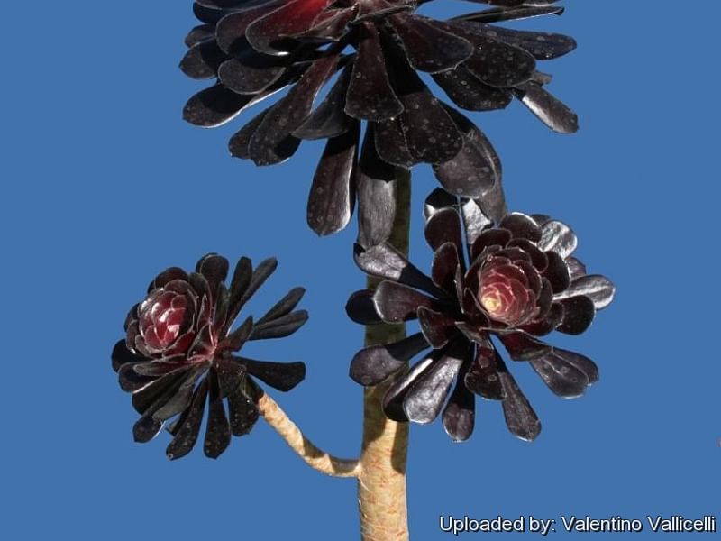 Aeonium Arboreum Cv. Schwartzkopf Flower | Aeonium | Crassulaceae