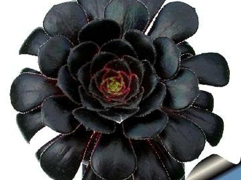 Aeonium Arboreum Cv. Schwartzkopf Flower | Aeonium | Crassulaceae
