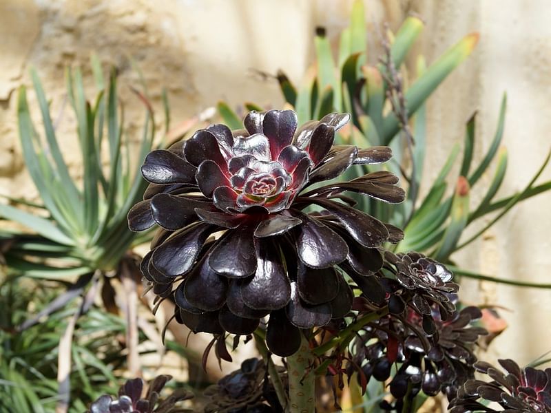 Aeonium Arboreum Cv. Schwartzkopf Flower | Aeonium | Crassulaceae
