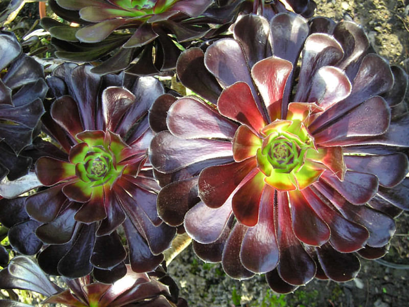 Aeonium Arboreum Cv. Schwartzkopf Flower | Aeonium | Crassulaceae