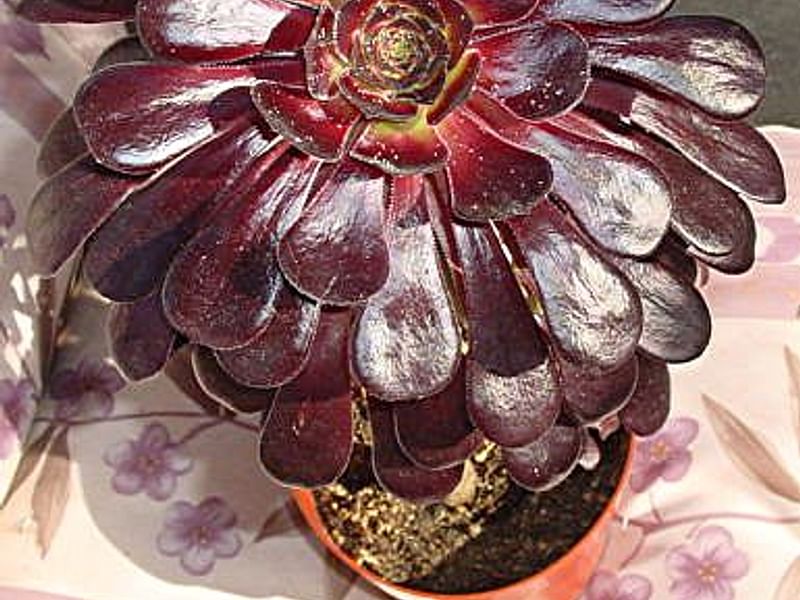Aeonium Arboreum Cv. Schwartzkopf Flower | Aeonium | Crassulaceae