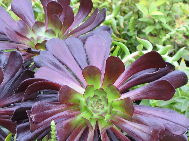 Aeonium Arboreum Cv. Schwartzkopf Flower | Aeonium | Crassulaceae