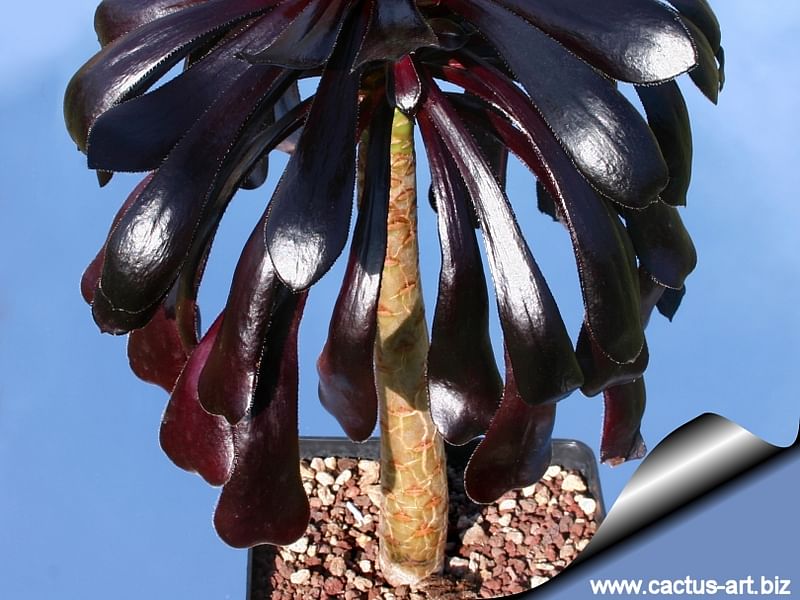 Aeonium Arboreum Cv. Schwartzkopf Flower | Aeonium | Crassulaceae