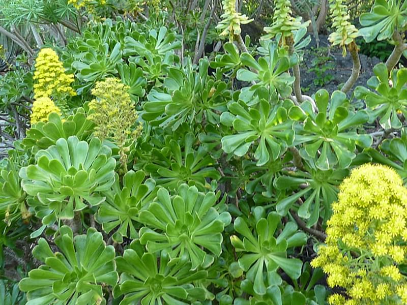 Aeonium Arboreum Cv. Schwartzkopf Flower | Aeonium | Crassulaceae