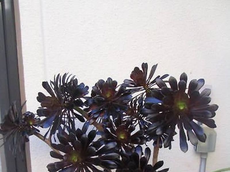 Aeonium Arboreum Cv. Schwartzkopf Flower | Aeonium | Crassulaceae