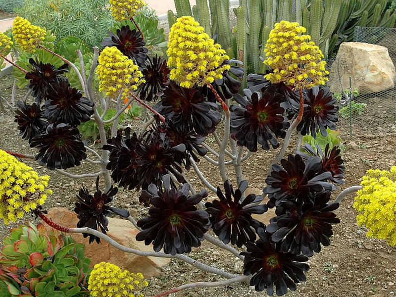 Aeonium Arboreum Cv. Schwartzkopf Flower | Aeonium | Crassulaceae