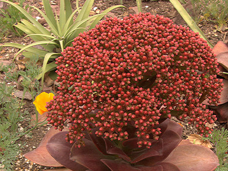 Aeonium Arboreum Cv. Schwartzkopf - Photo: Cherry Trenge 2003 | Aeonium | Crassulaceae