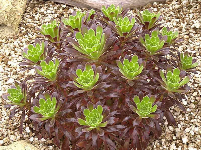 Aeonium Arboreum Cv. Schwartzkopf - Photo: Cherry Trenge 2003 | Aeonium | Crassulaceae