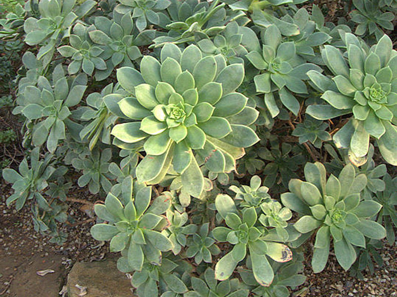 Aeonium Arboreum Cv. Schwartzkopf - Photo: Cherry Trenge 2003 | Aeonium | Crassulaceae