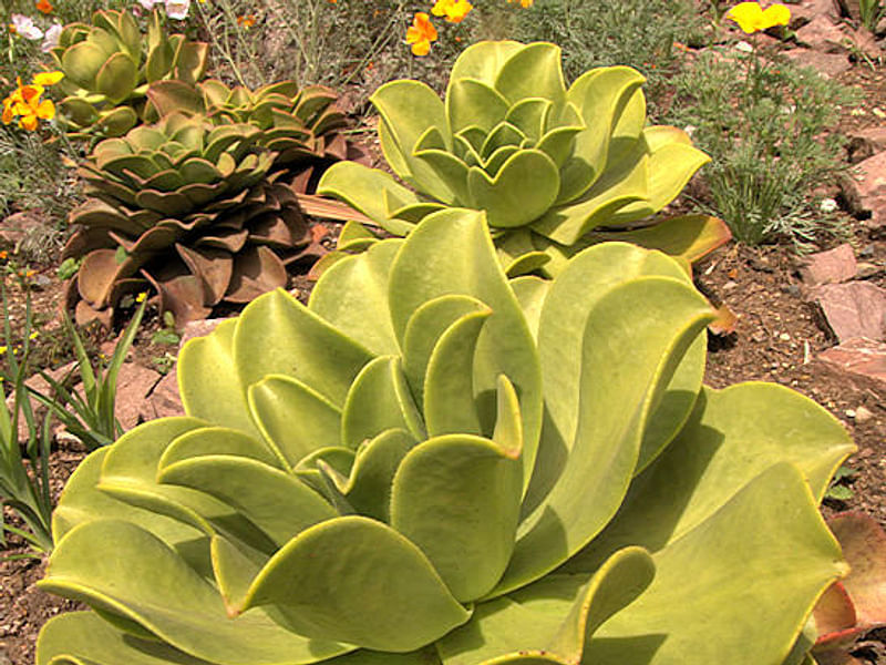 Aeonium Arboreum Cv. Schwartzkopf - Photo: Cherry Trenge 2003 | Aeonium | Crassulaceae