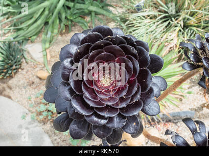 Aeonium Arboreum Cv. Schwartzkopf - Photo: Cherry Trenge 2003 | Aeonium | Crassulaceae