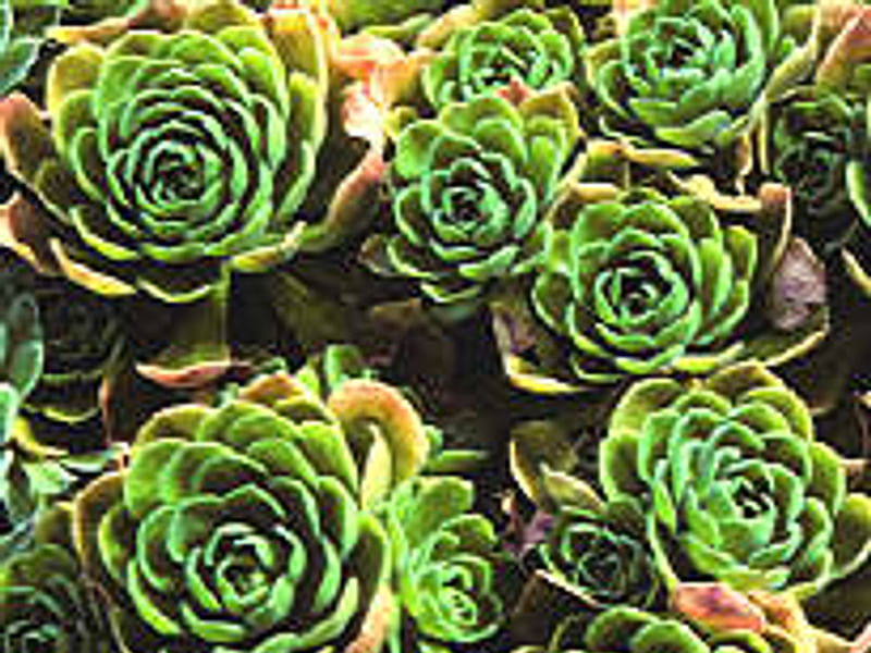 Aeonium Arboreum Cv. Schwartzkopf - Photo: Cherry Trenge 2003 | Aeonium | Crassulaceae