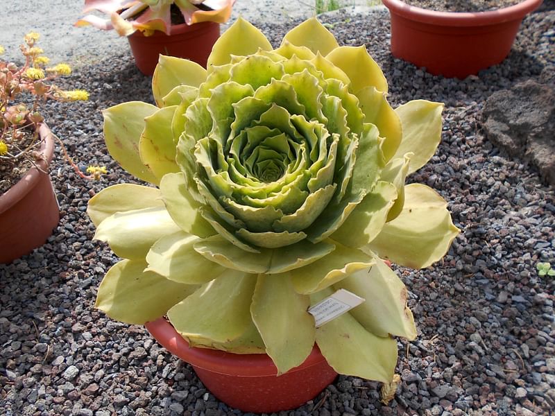 Aeonium Canariense Var. Palmense | Aeonium | Crassulaceae