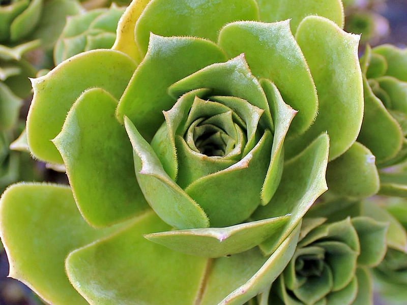 Aeonium Canariense Var. Palmense | Aeonium | Crassulaceae