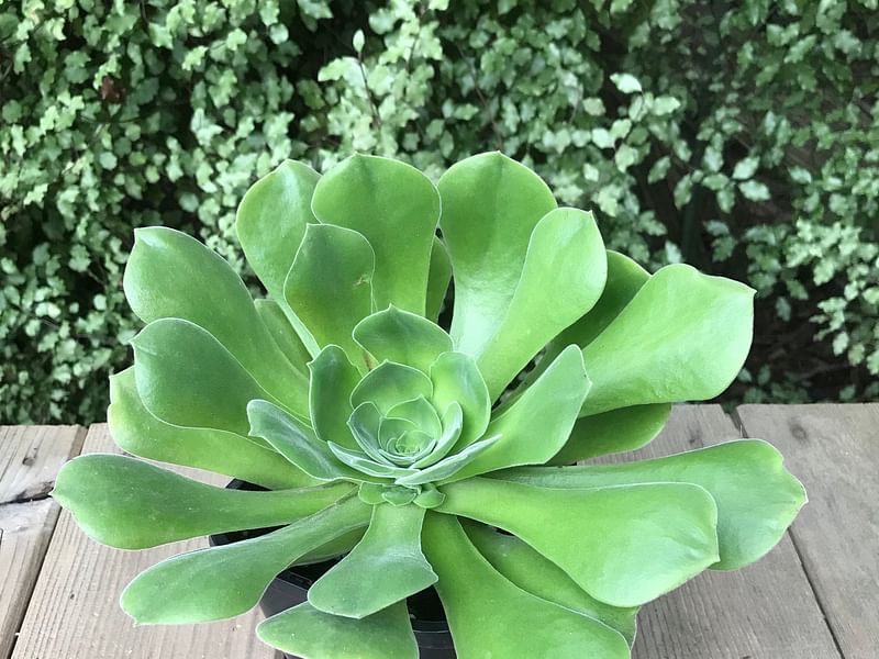 Aeonium Canariense Var. Palmense | Aeonium | Crassulaceae