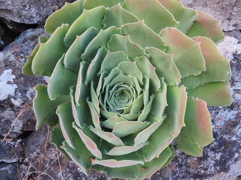 Aeonium Canariense Var. Palmense | Aeonium | Crassulaceae