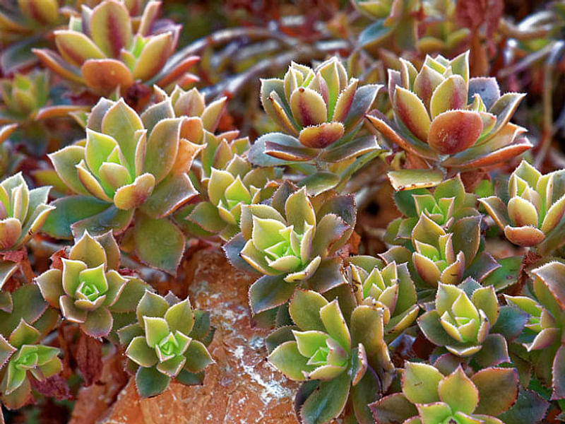 Aeonium Decorum | Aeonium | Crassulaceae