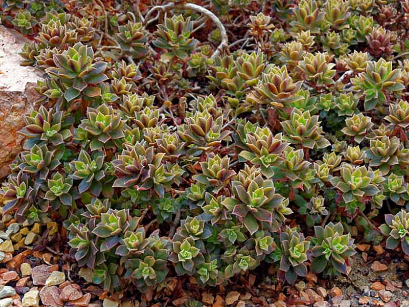 Aeonium Decorum | Aeonium | Crassulaceae