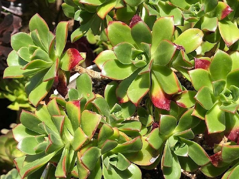 Aeonium Decorum | Aeonium | Crassulaceae