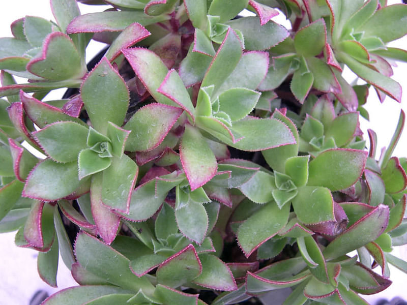 Aeonium Decorum | Aeonium | Crassulaceae