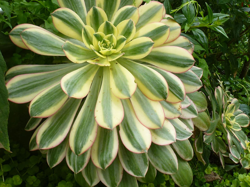 Aeonium Decorum | Aeonium | Crassulaceae
