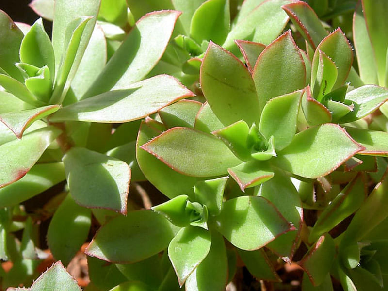 Aeonium Decorum | Aeonium | Crassulaceae