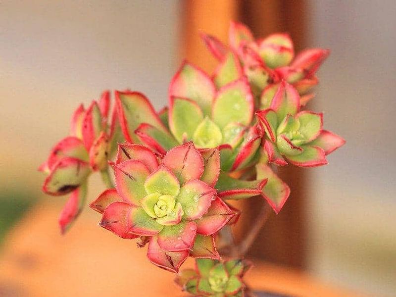 Aeonium Decorum | Aeonium | Crassulaceae